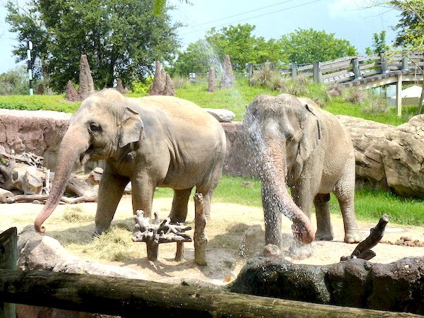 Busch Gardens