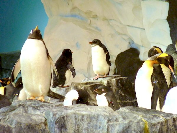 Sea World