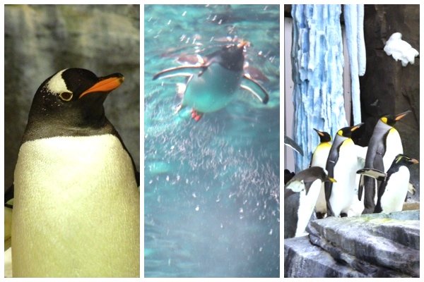 Sea World