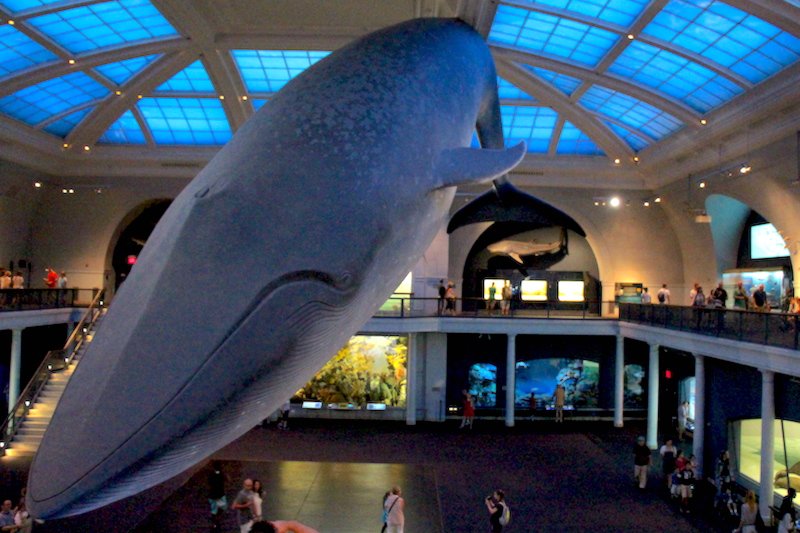 AMNH