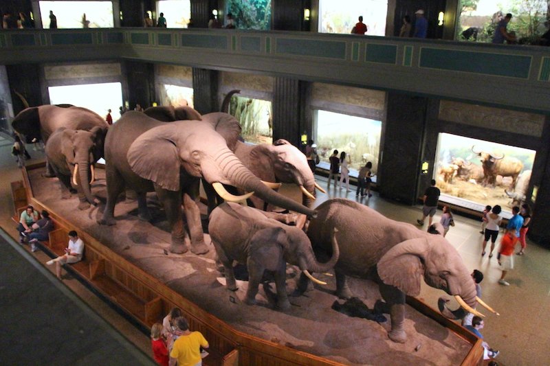 AMNH