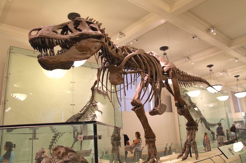 AMNH