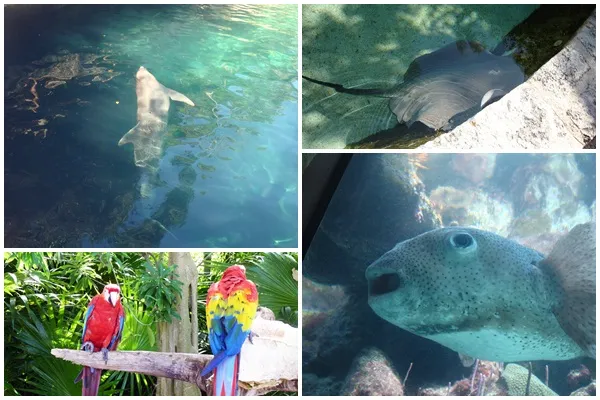 xcaret06