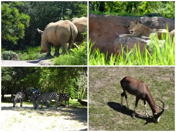 Animal Kingdom