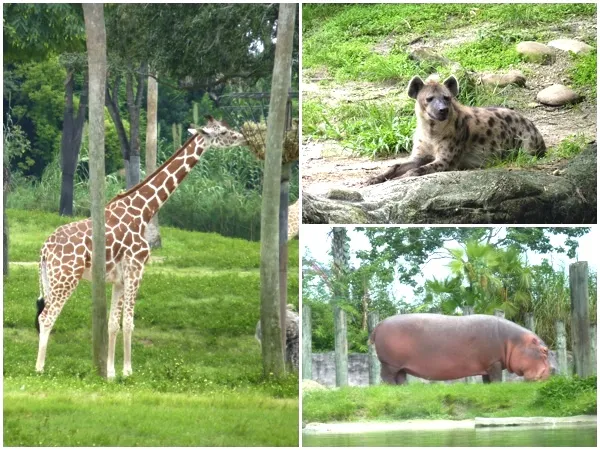 Busch Gardens