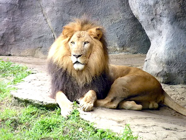 Busch Gardens