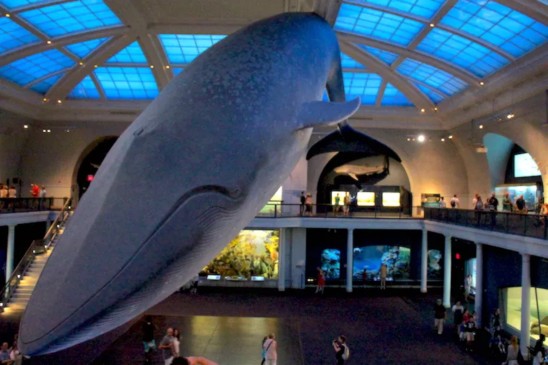 AMNH