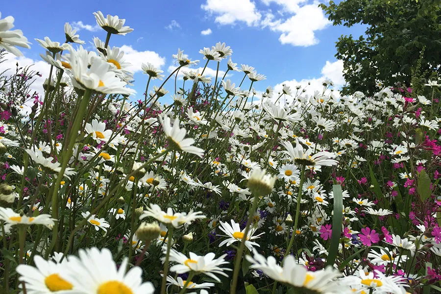 Hyde Park