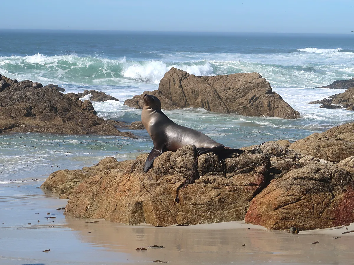 Monterey